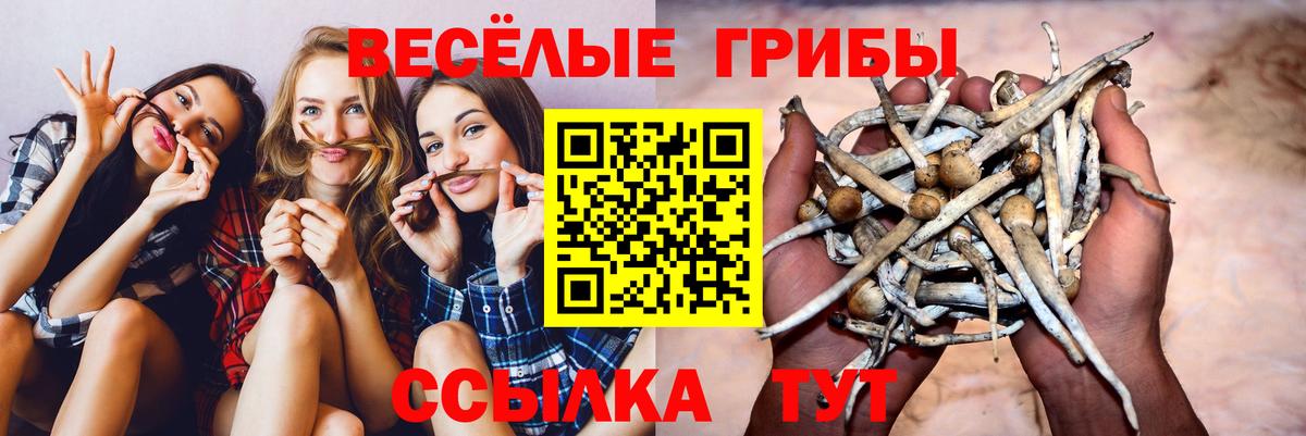 Псилоцибиновые грибы Psilocybe  Вход с VPN  Ржев 